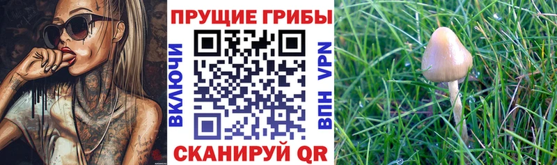 Купить где  Инта  Галлюциногенные грибы Magic Shrooms 